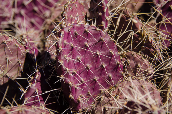 Cacti-13.jpg
