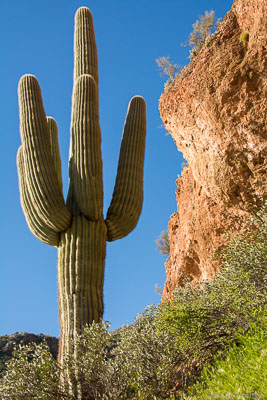 Cacti-159.jpg