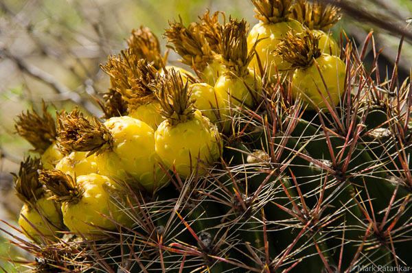 Cacti-16.jpg