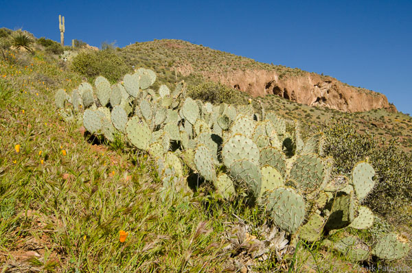 Cacti-160.jpg