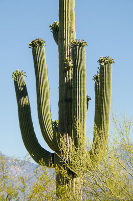 Cacti-170.jpg