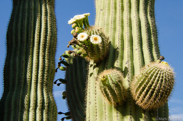 Cacti-171.jpg