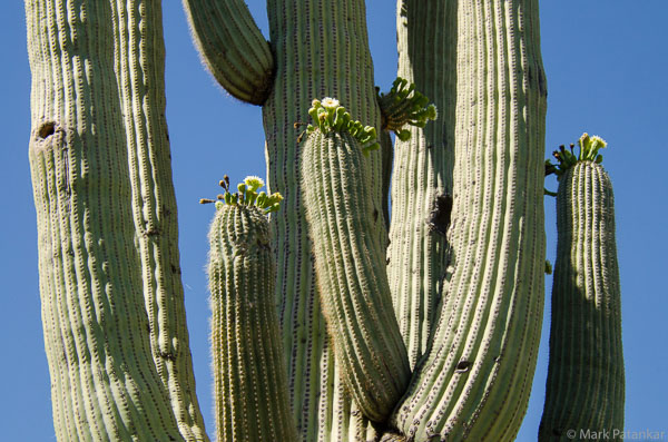 Cacti-178.jpg