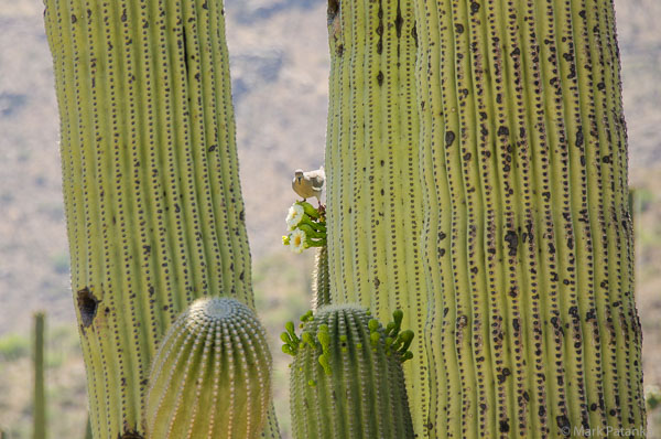 Cacti-179.jpg