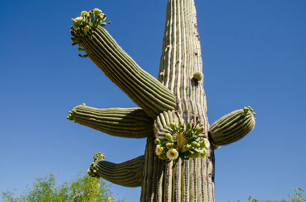 Cacti-181.jpg
