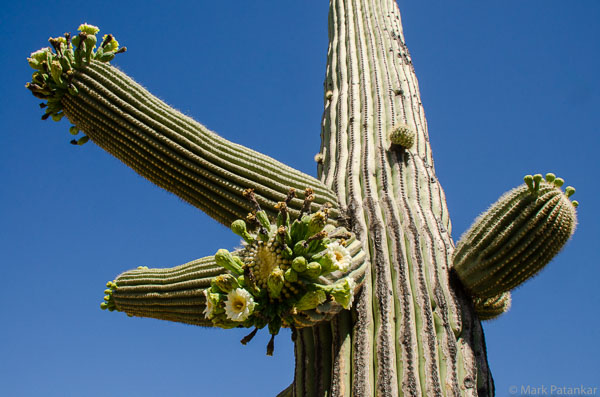Cacti-184.jpg