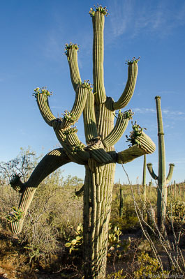 Cacti-191.jpg
