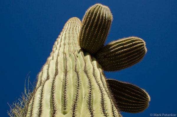 Cacti-25.jpg