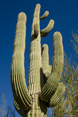 Cacti-27.jpg