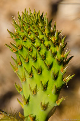 Cacti-32.jpg