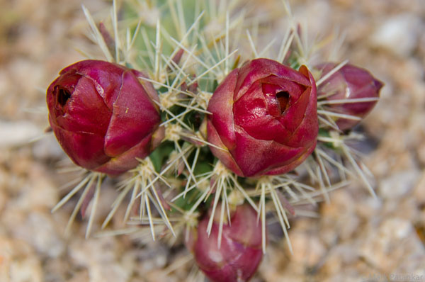 Cacti-33.jpg