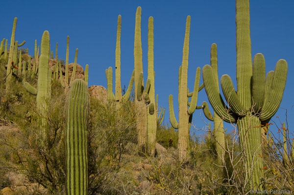 Cacti-36.jpg
