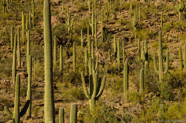 Cacti-38.jpg