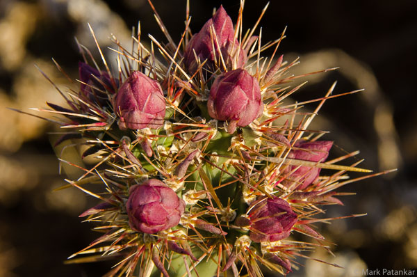 Cacti-39.jpg