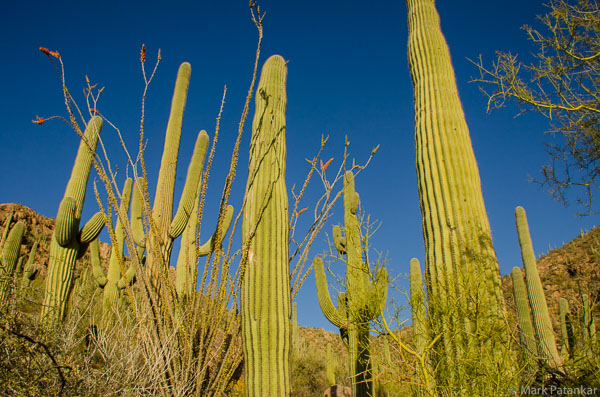 Cacti-40.jpg