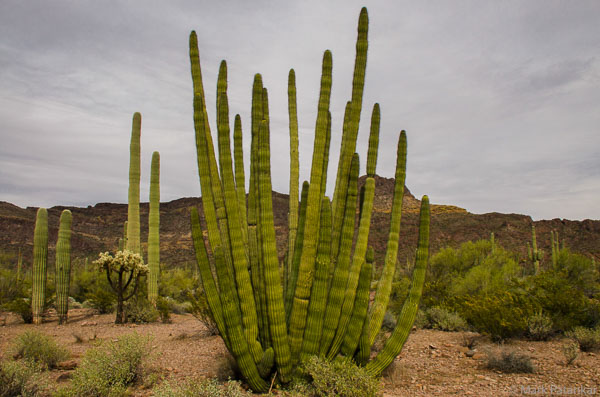 Cacti-49.jpg