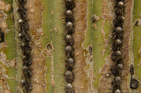 Cacti-50.jpg