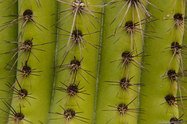 Cacti-56.jpg