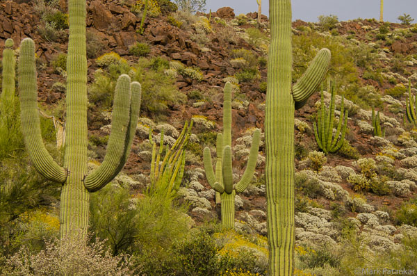 Cacti-62.jpg