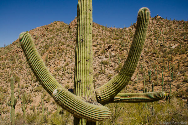Cacti-64.jpg