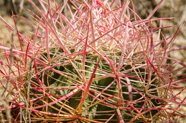 Cacti-7.jpg