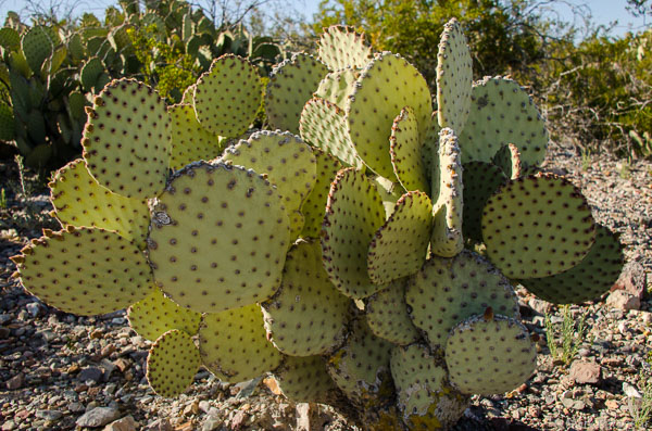 Cacti-96.jpg