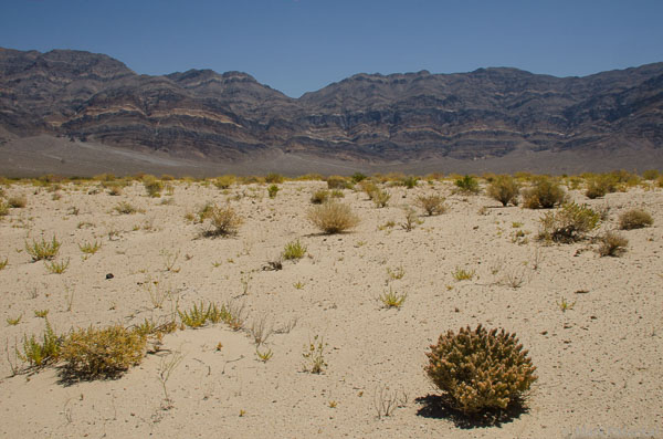 Desert-Plants-140.jpg