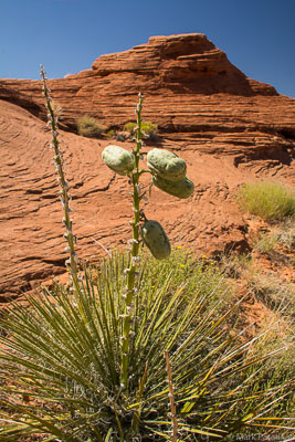 Desert-Plants-163.jpg