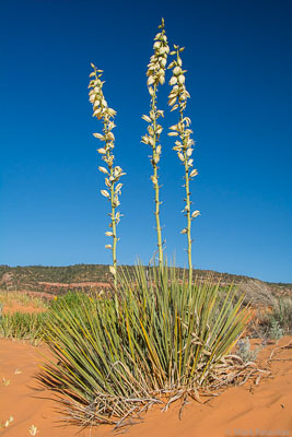 Desert-Plants-177.jpg