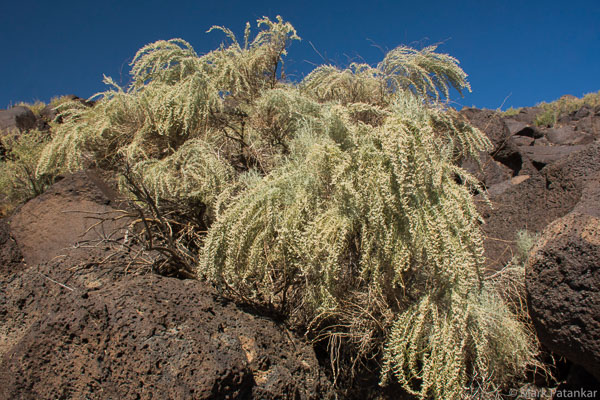 Desert-Plants-208.jpg
