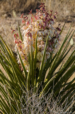 Desert-Plants-29.jpg