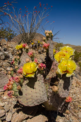 Desert-Plants-39.jpg