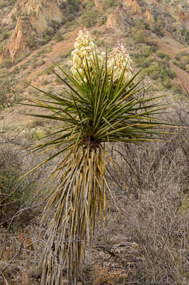 Desert-Plants-42.jpg