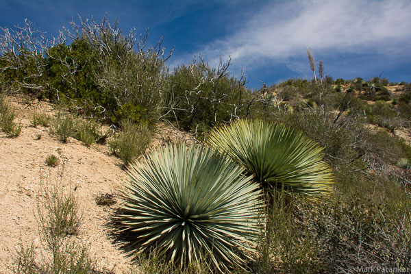 Desert-Plants-66.jpg