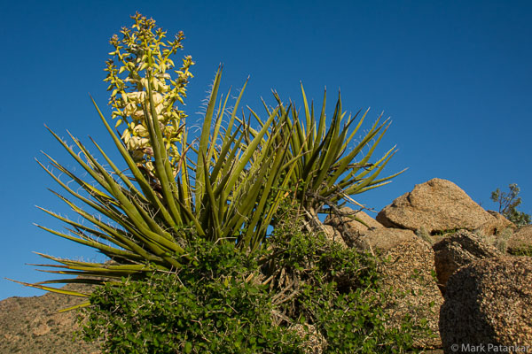 Desert-Plants-70.jpg