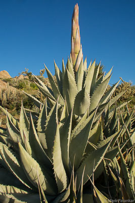 Desert-Plants-71.jpg
