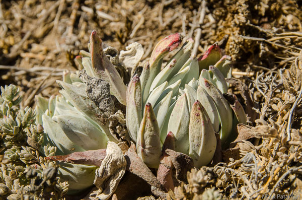 Desert-Plants-8.jpg