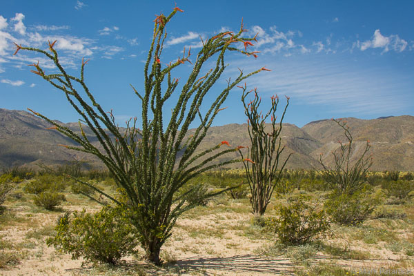 Desert-Plants-81.jpg
