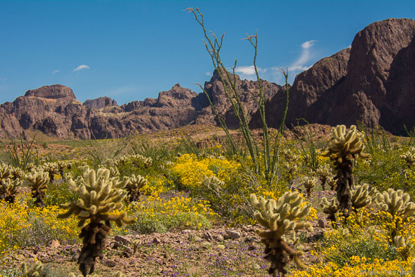 Desert-Plants-89.jpg