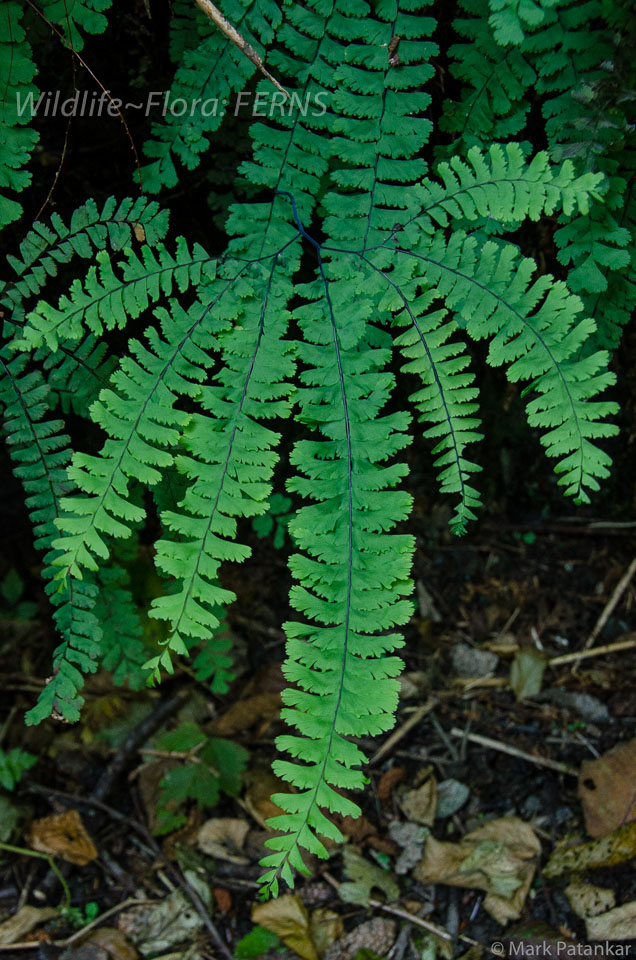 Ferns-4.jpg