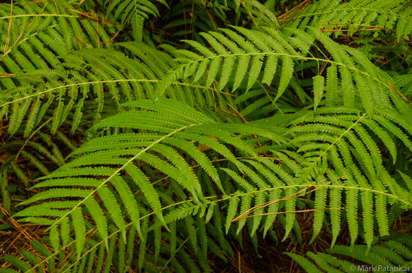 Ferns-36.jpg