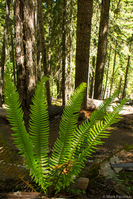 Ferns-38.jpg