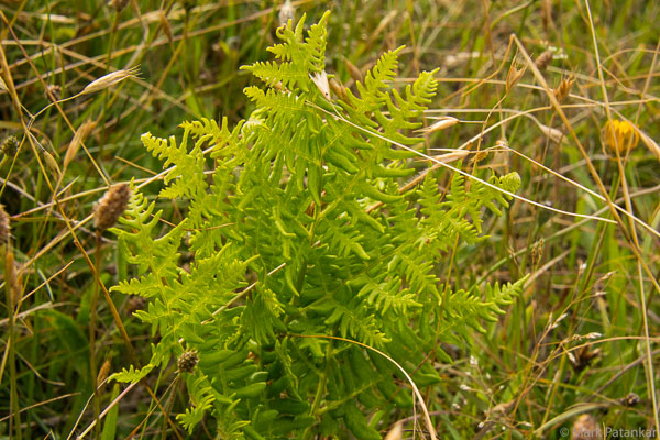 Ferns-39.jpg