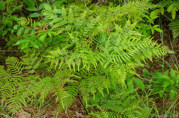 Ferns-42.jpg