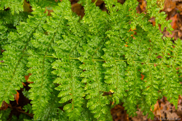 Ferns-53.jpg