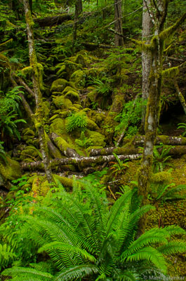 Ferns-9.jpg