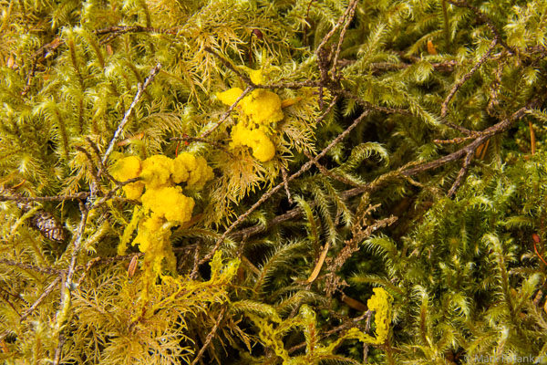Mosses-28.jpg