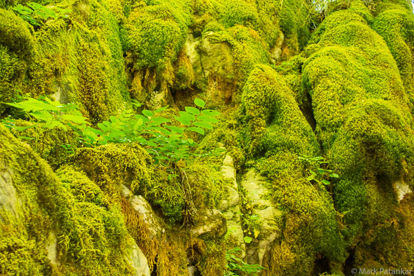 Mosses-32.jpg