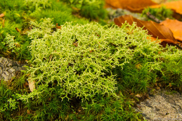 Mosses-52.jpg