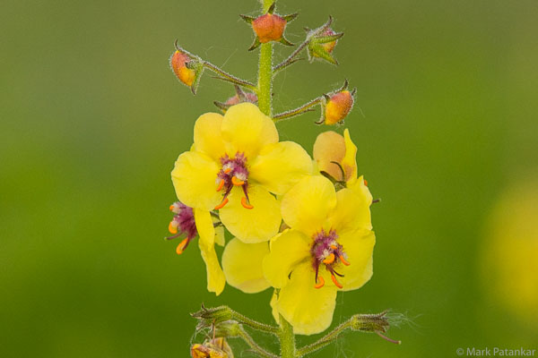Wildflowers-100.jpg
